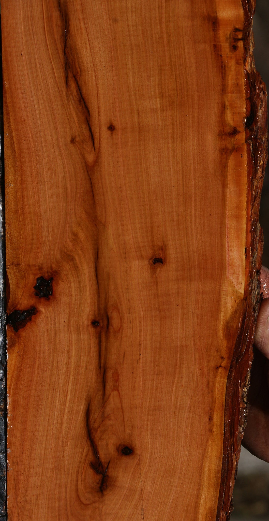 Figured Rustic Oregon Ironwood Live Edge Lumber