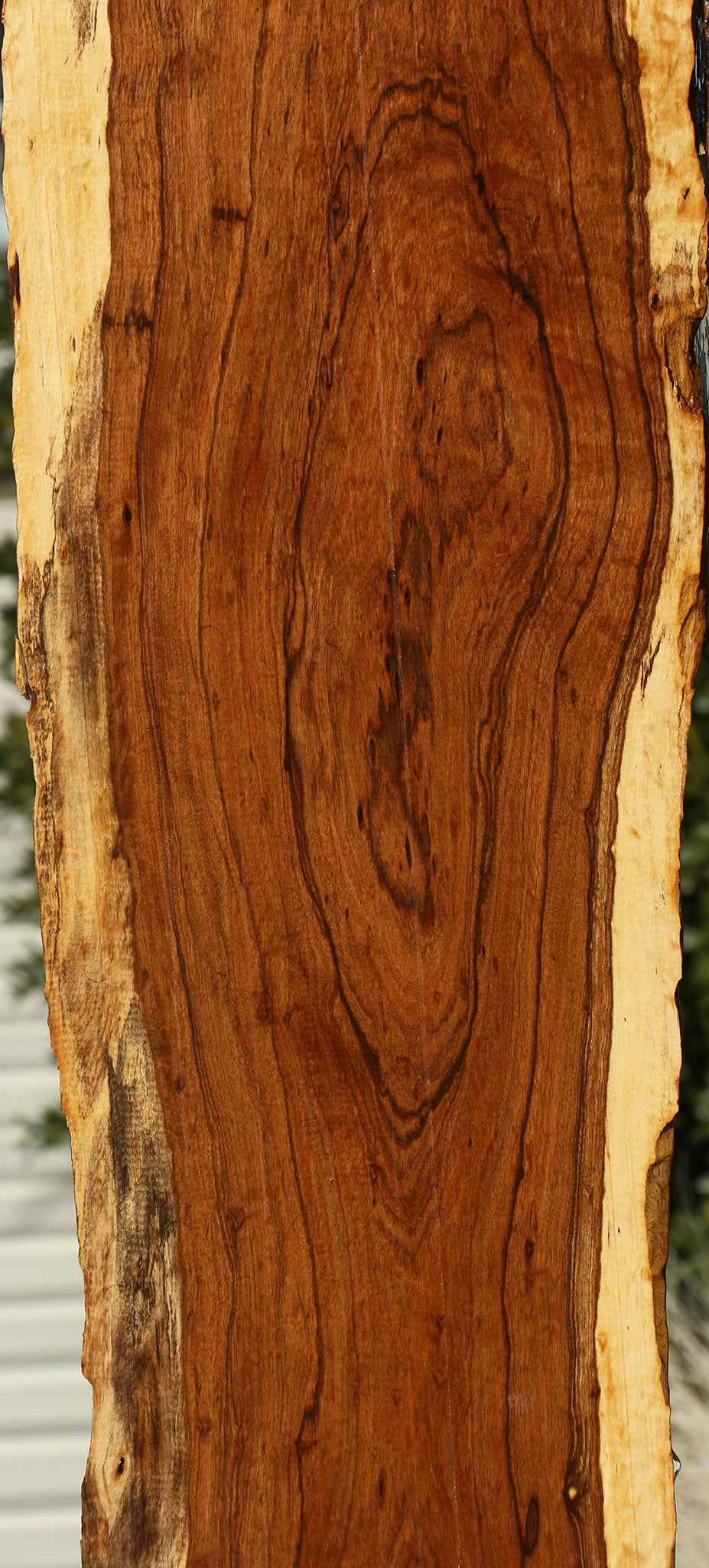Extra Fancy Tamboti Live Edge Lumber