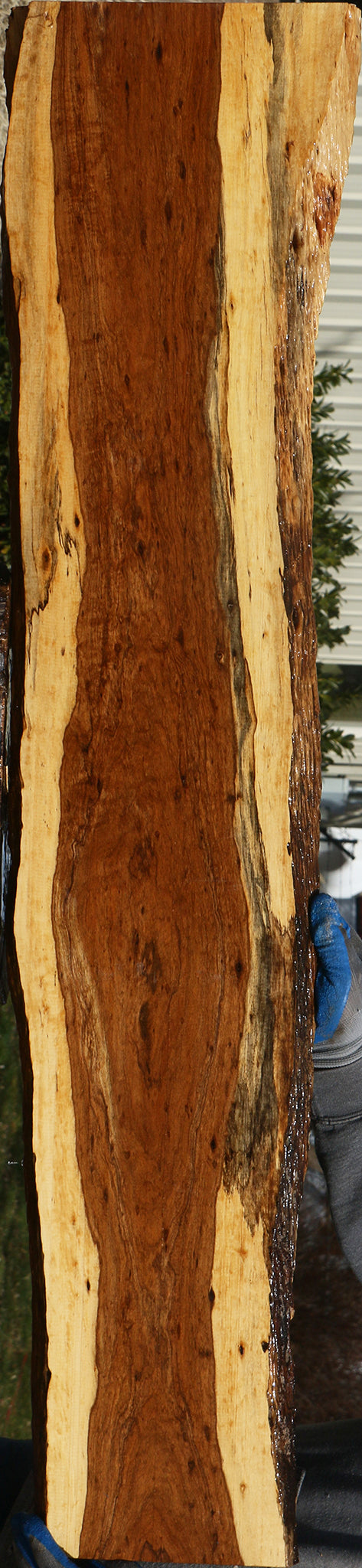 Extra Fancy Tamboti Live Edge Lumber