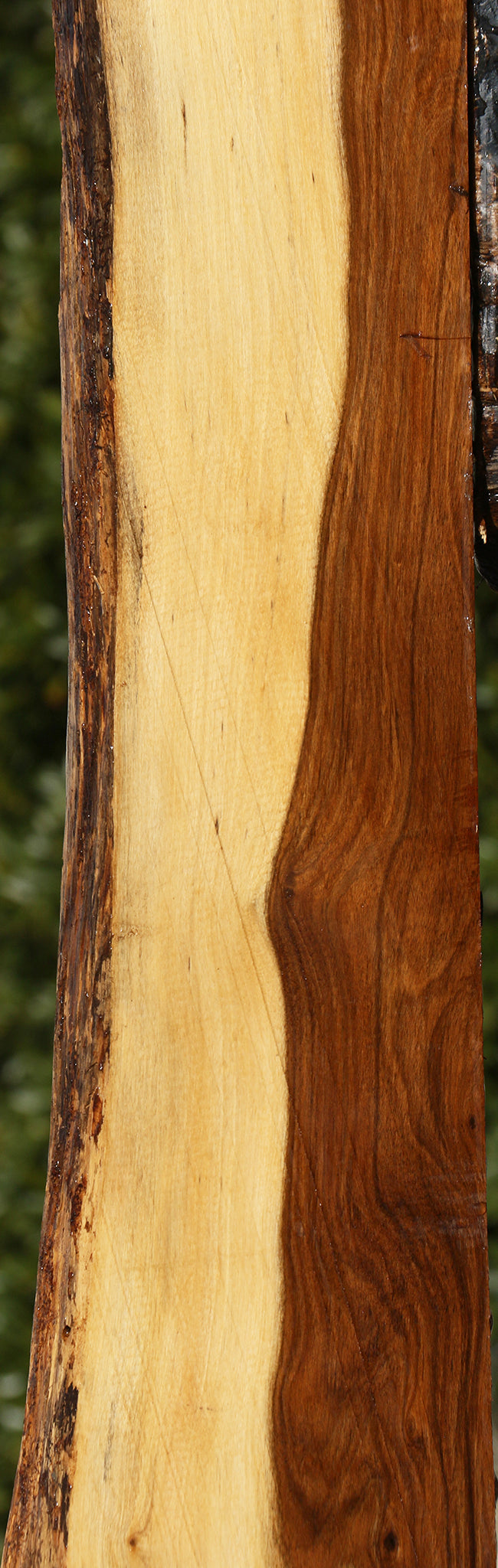 Tamboti Live Edge Lumber