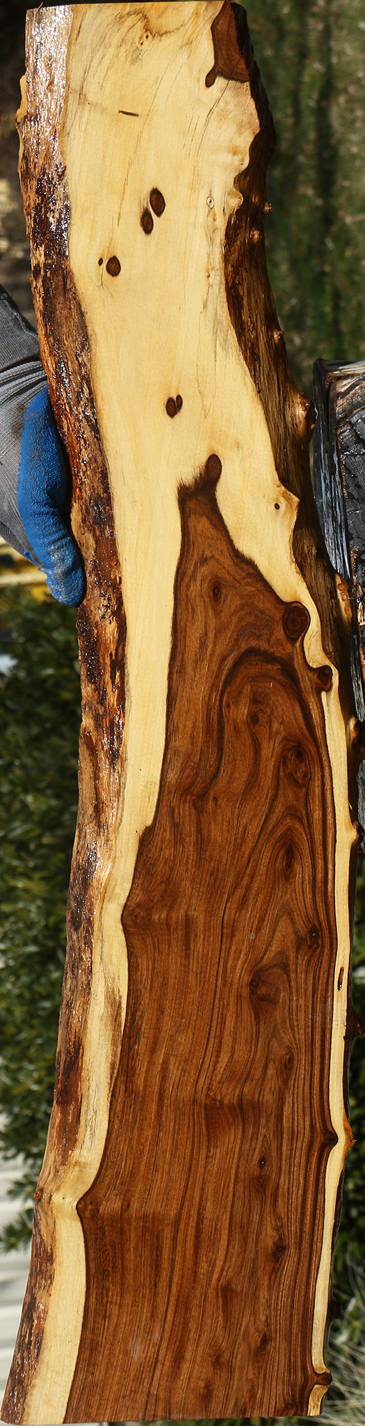 Extra Fancy Tamboti Live Edge Lumber