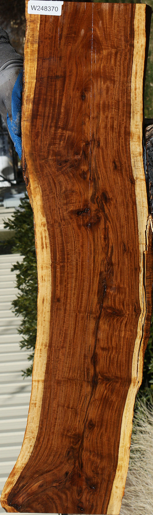 Figured Tamboti Live Edge Lumber