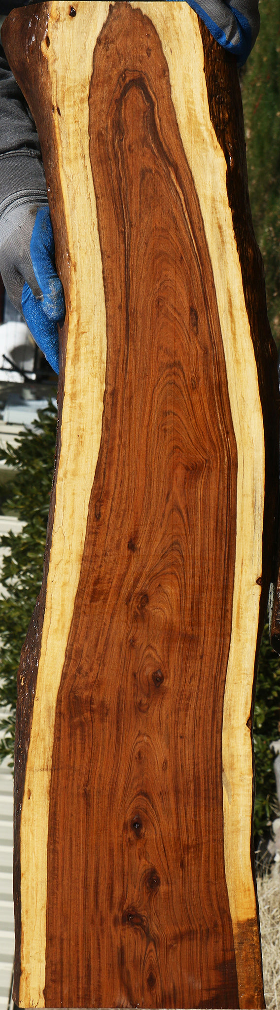 Figured Tamboti Live Edge Lumber