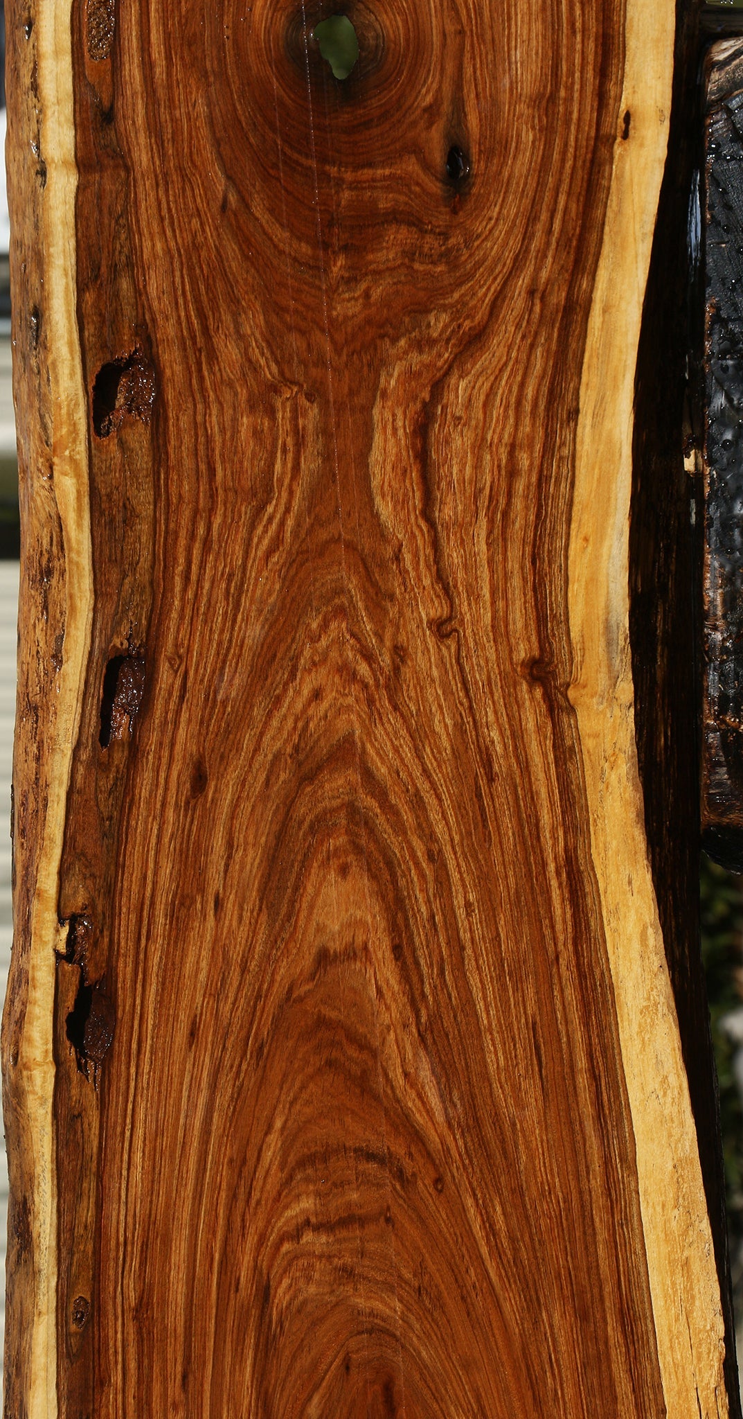 Rustic Tamboti Live Edge Lumber