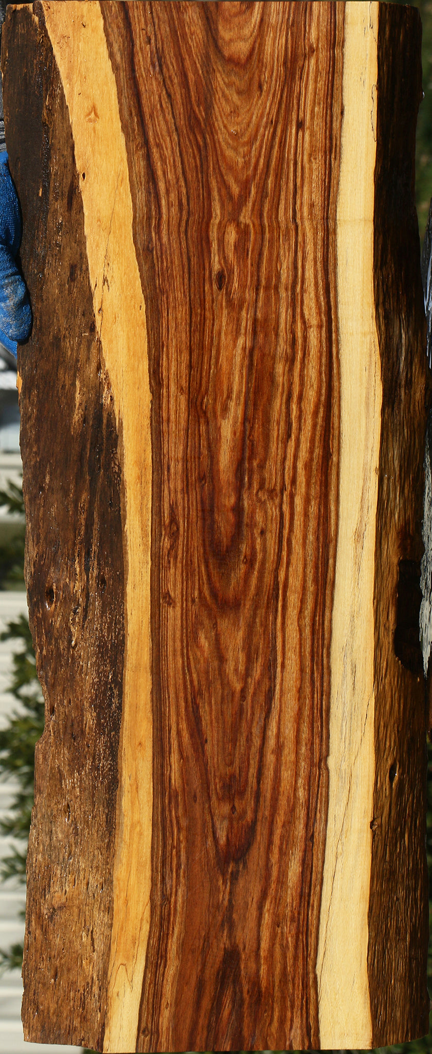 Tamboti Live Edge Lumber