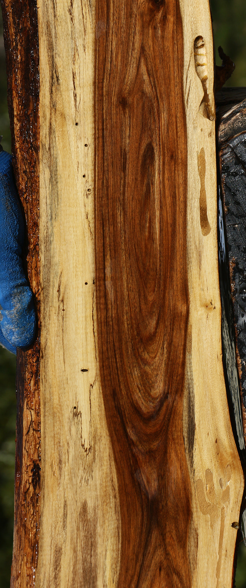 Tamboti Live Edge Lumber