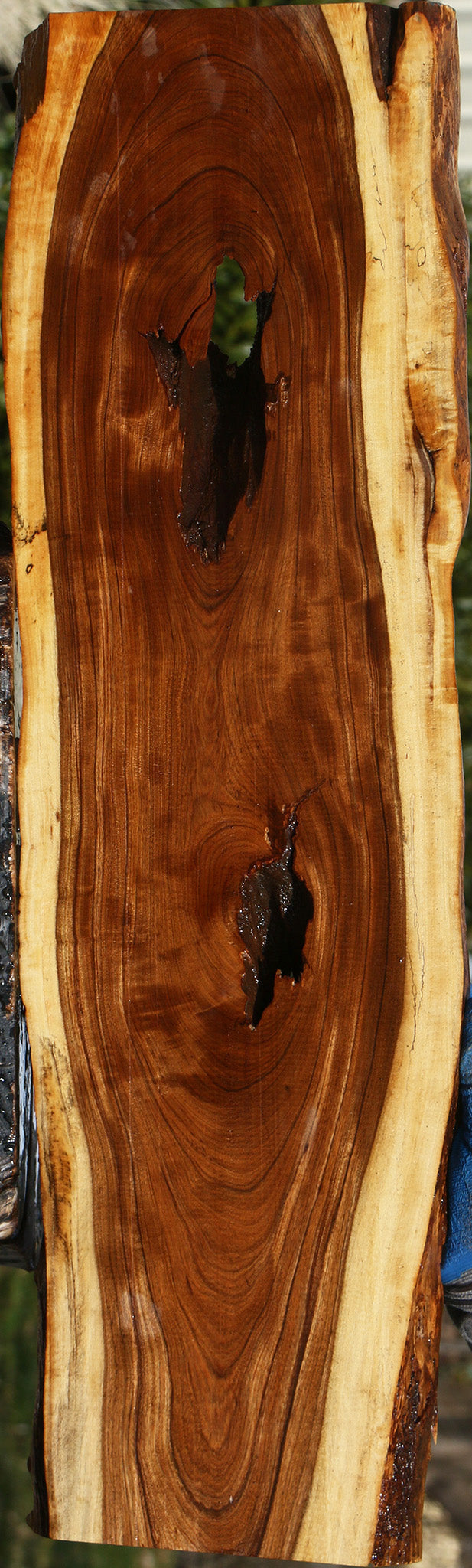 Figured Tamboti Live Edge Lumber
