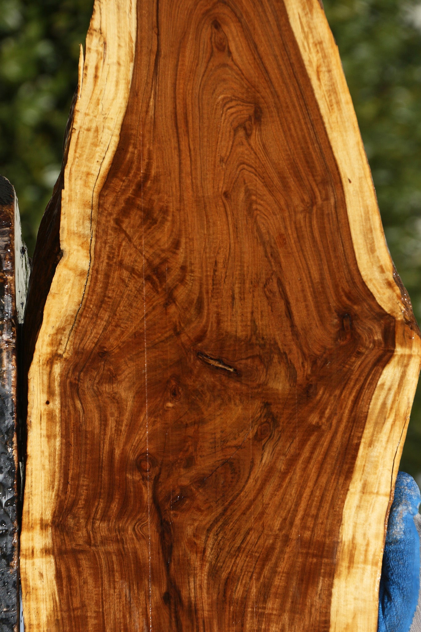 Figured Tamboti Live Edge Lumber