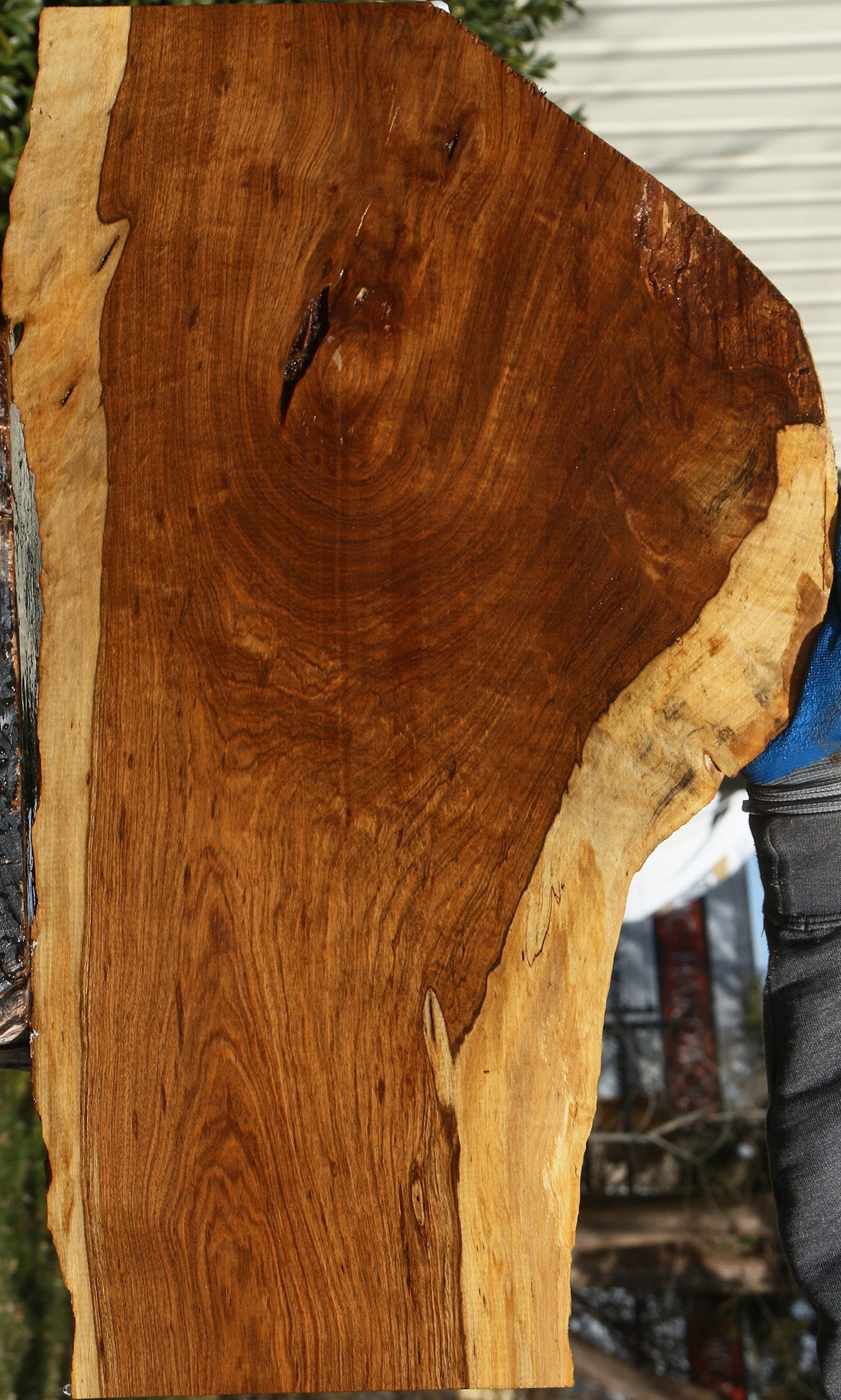 Figured Tamboti Live Edge Lumber