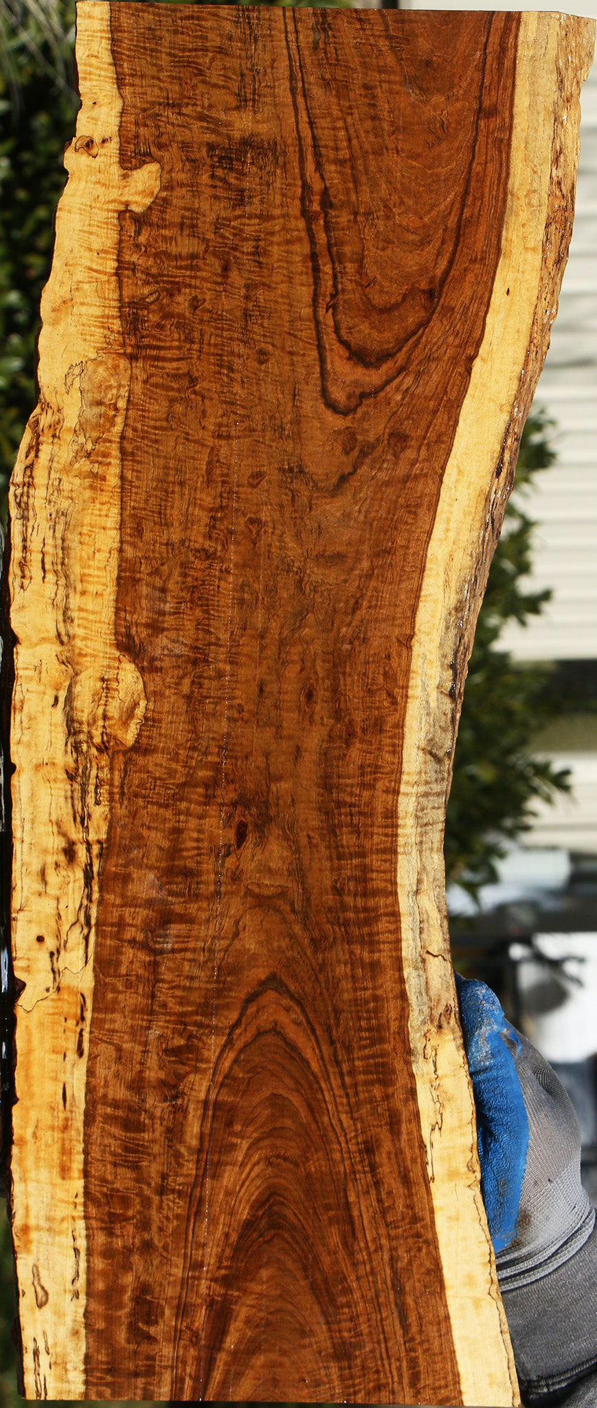 Extra Fancy Tamboti Live Edge Lumber