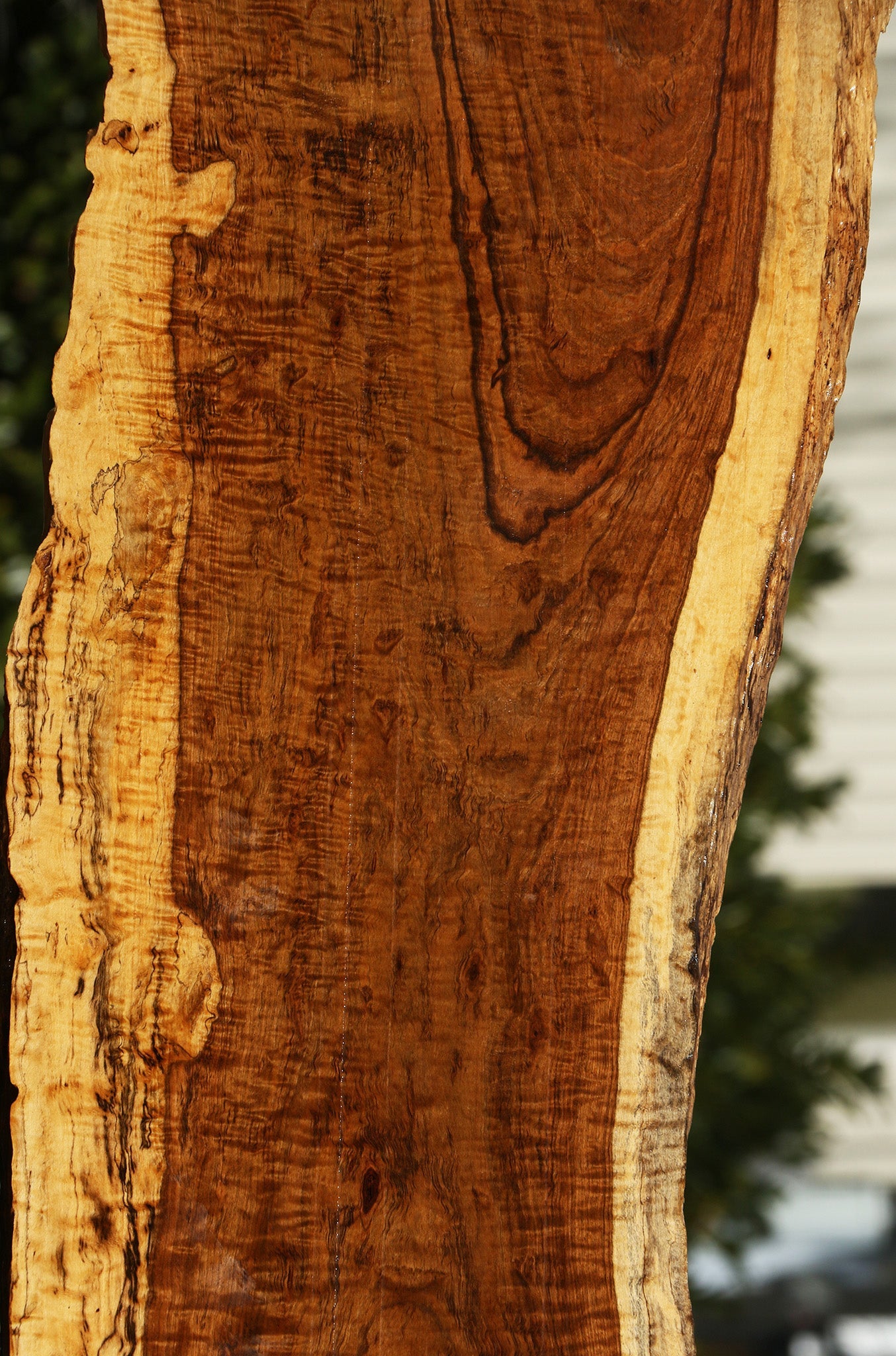 Extra Fancy Tamboti Live Edge Lumber