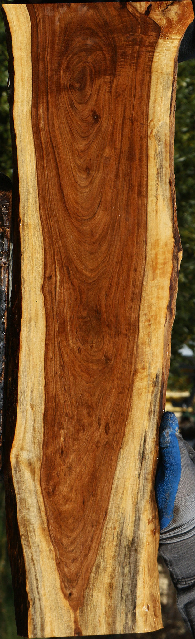 Figured Tamboti Live Edge Lumber