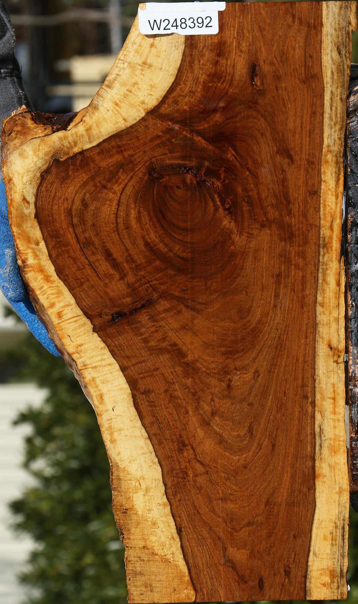 Extra Fancy Tamboti Live Edge Lumber