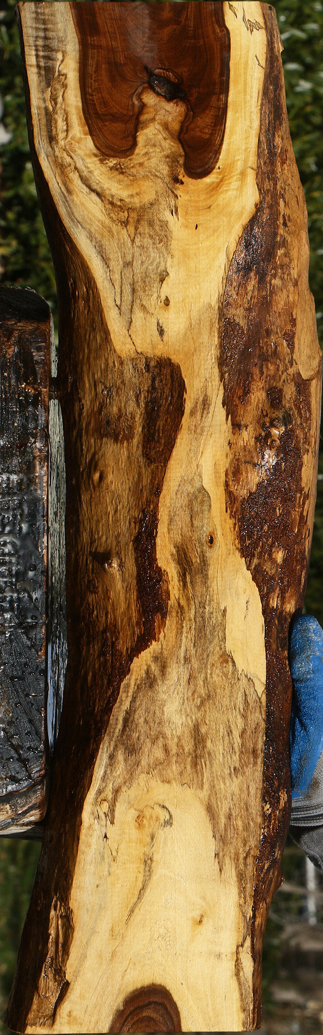 Tamboti Live Edge Lumber