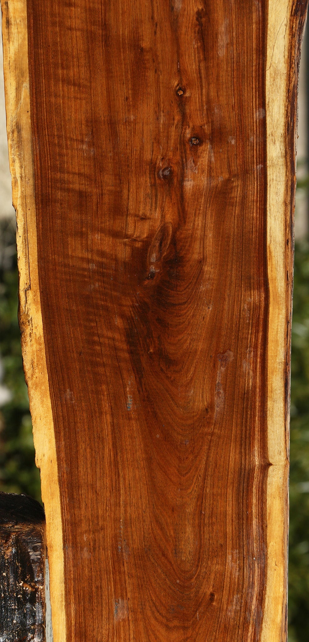 Figured Tamboti Live Edge Lumber