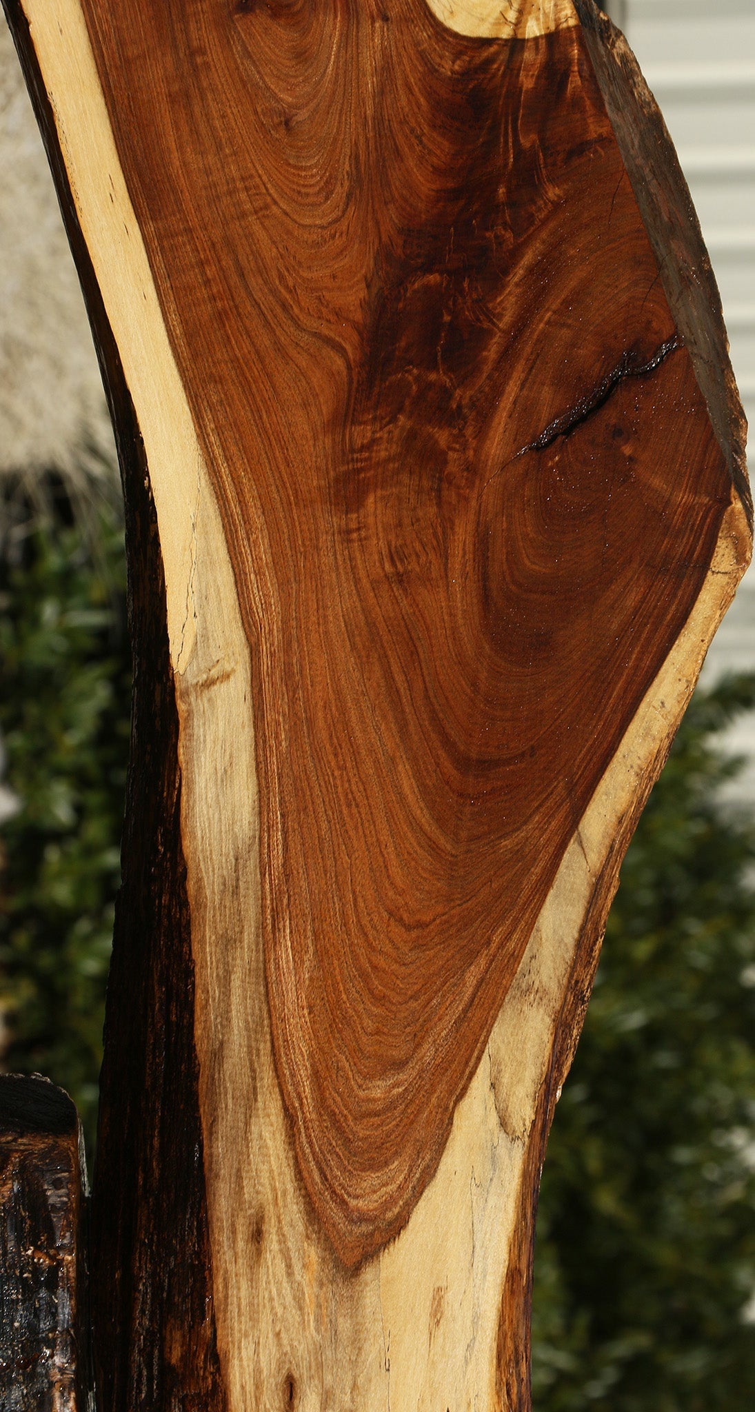 Figured Tamboti Live Edge Lumber