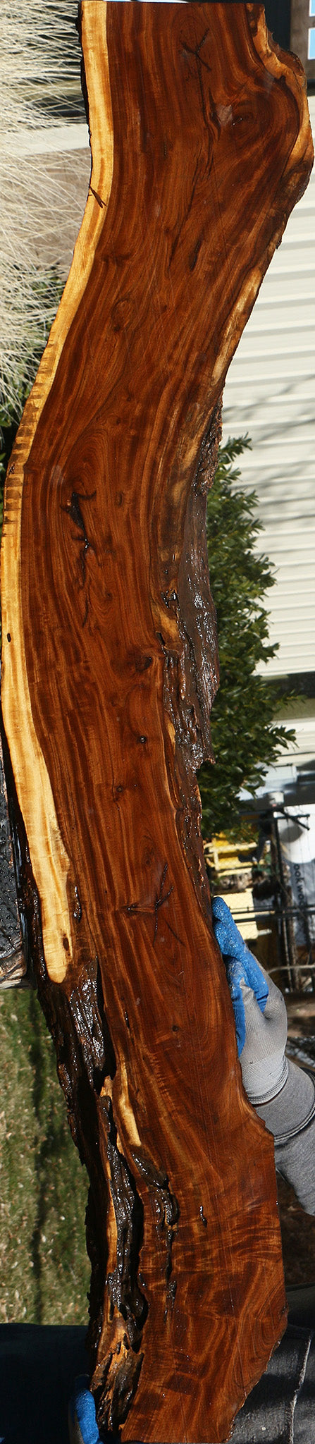 Figured Tamboti Live Edge Lumber