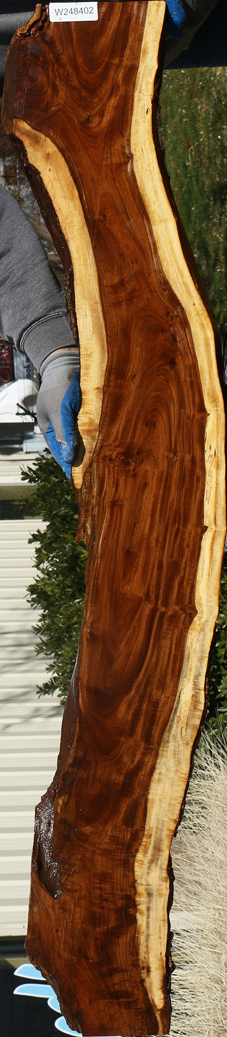 Figured Tamboti Live Edge Lumber