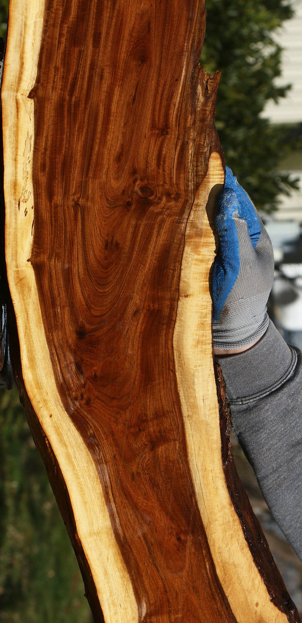 Figured Tamboti Live Edge Lumber