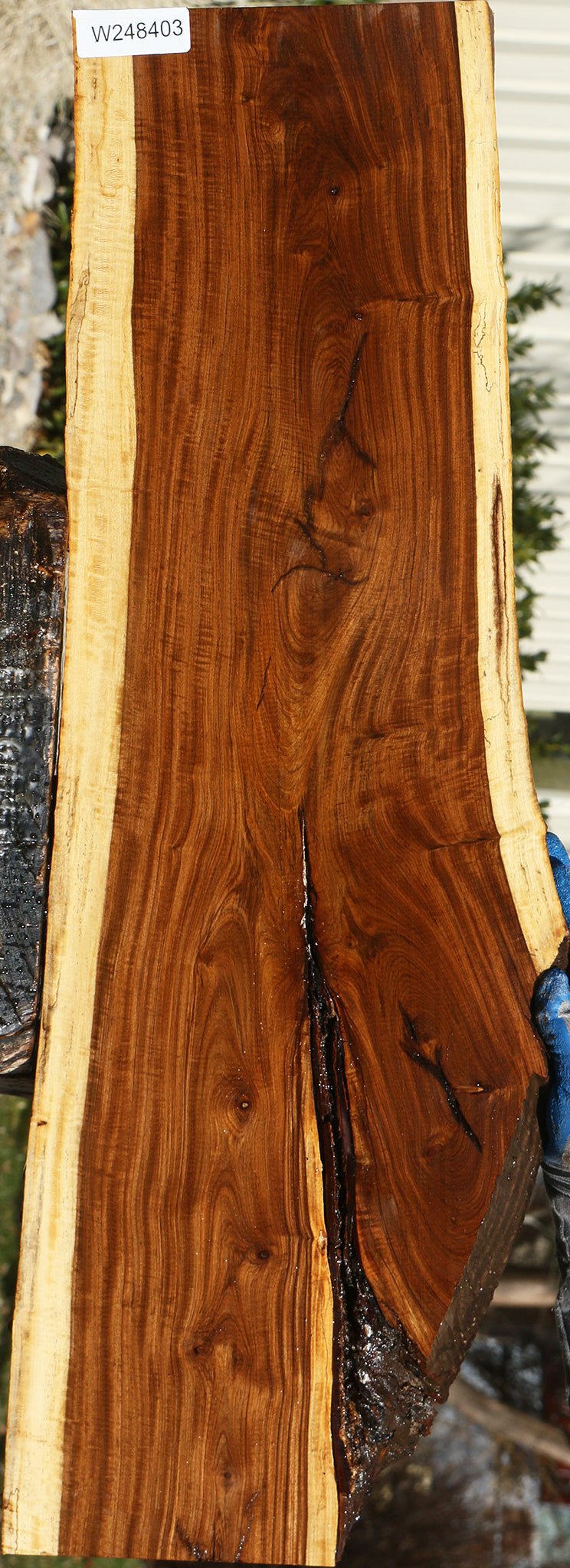 Figured Tamboti Live Edge Lumber