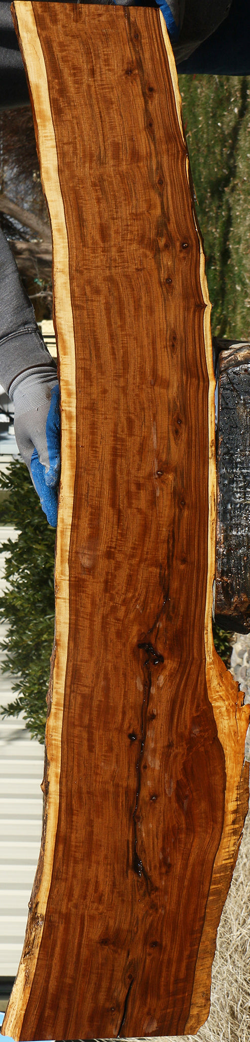 Extra Fancy Tamboti Live Edge Lumber