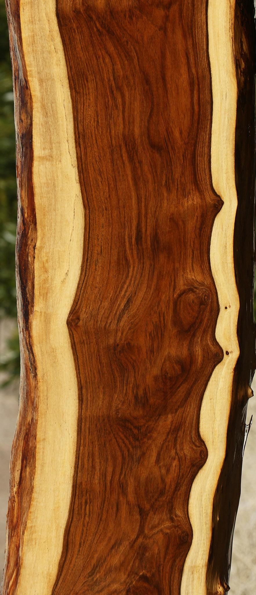 Extra Fancy Tamboti Live Edge Lumber