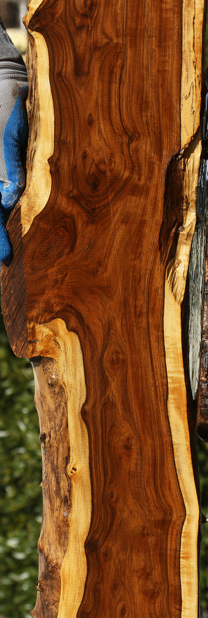 Extra Fancy Tamboti Live Edge Lumber