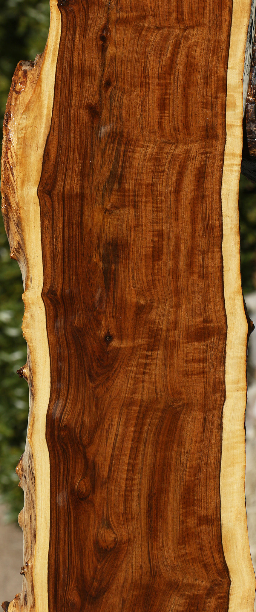 Extra Fancy Tamboti Live Edge Lumber