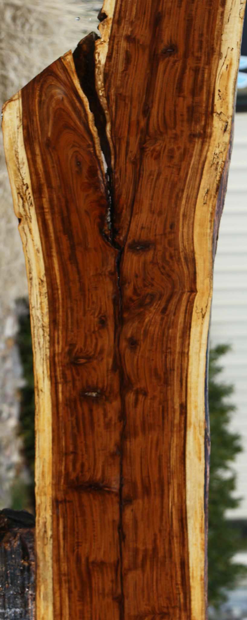 Figured Tamboti Live Edge Lumber
