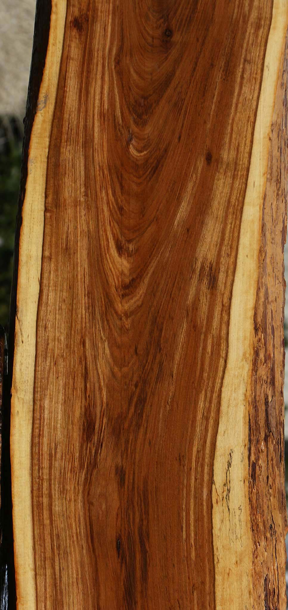 Extra Fancy Tamboti Live Edge Lumber