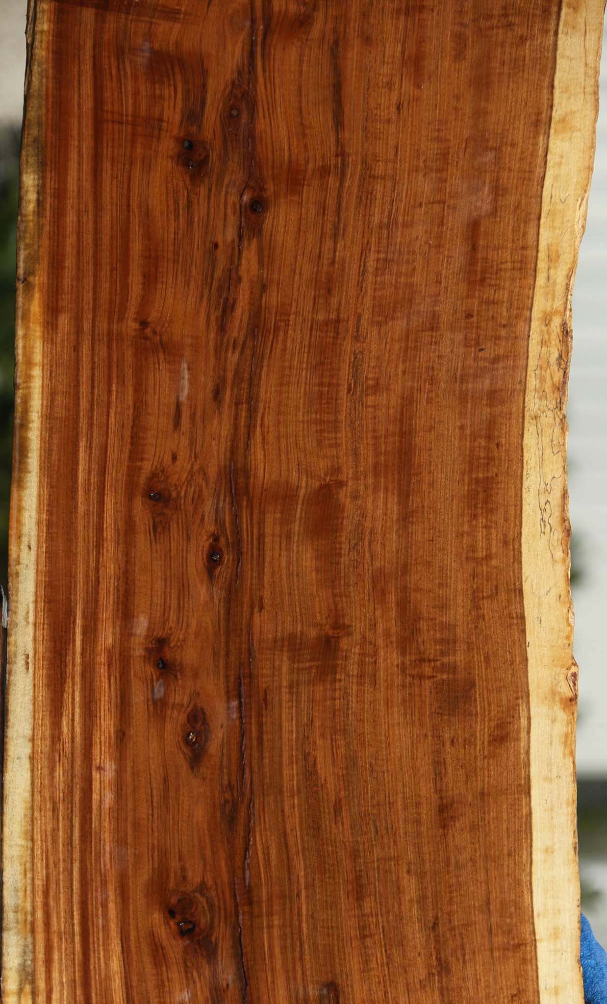 Extra Fancy Tamboti Live Edge Lumber