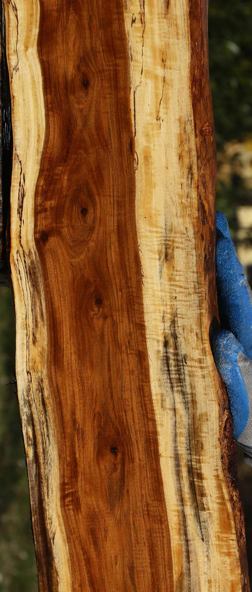 Extra Fancy Tamboti Live Edge Lumber