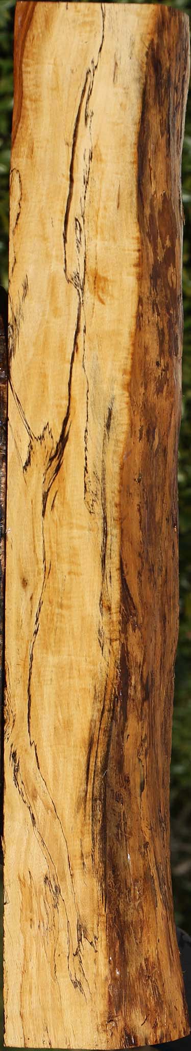 Extra Fancy Tamboti Live Edge Lumber