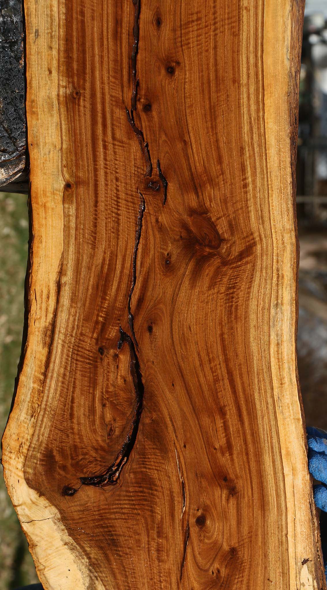 Tamboti Live Edge Lumber