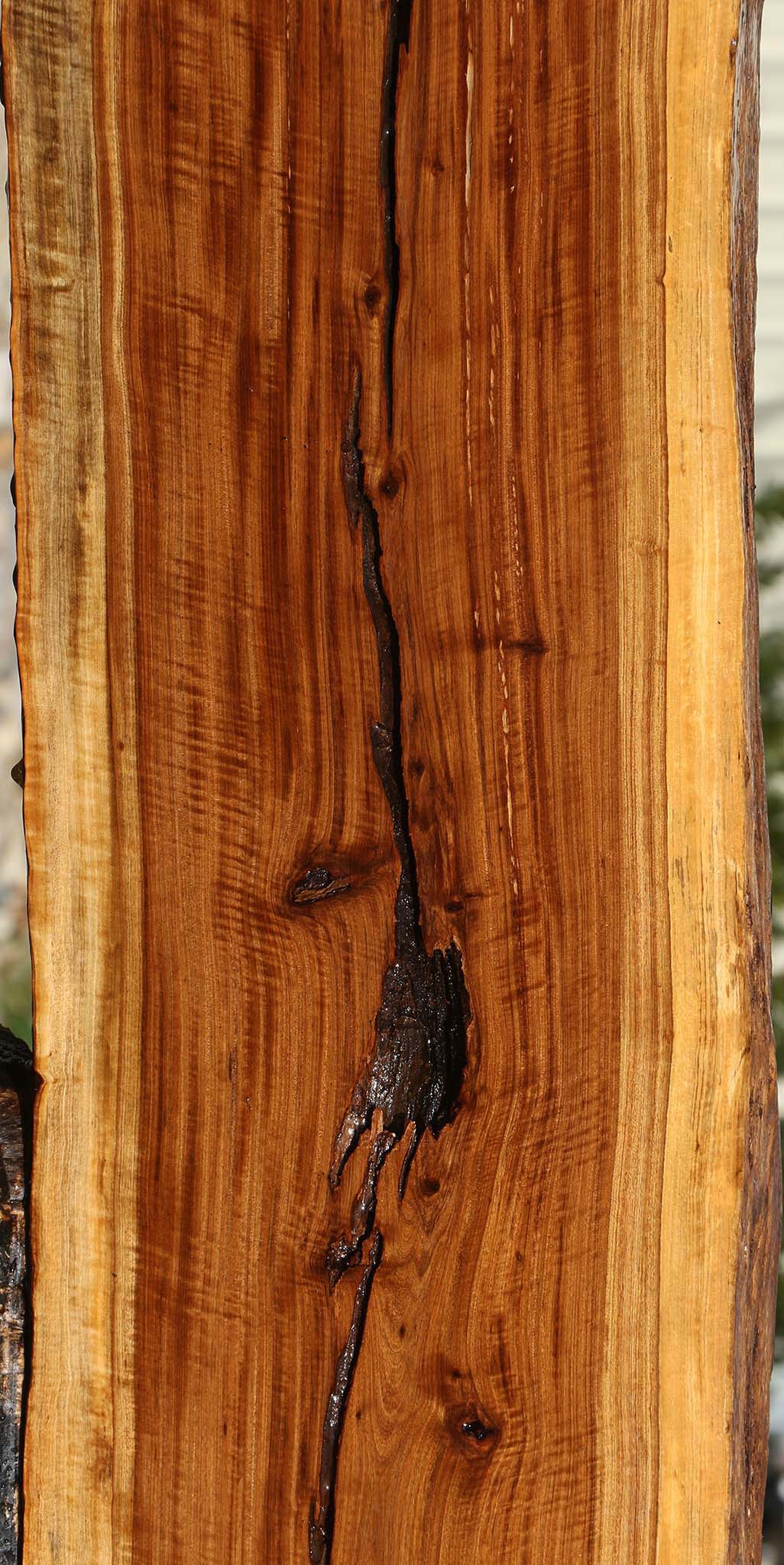 Tamboti Live Edge Lumber
