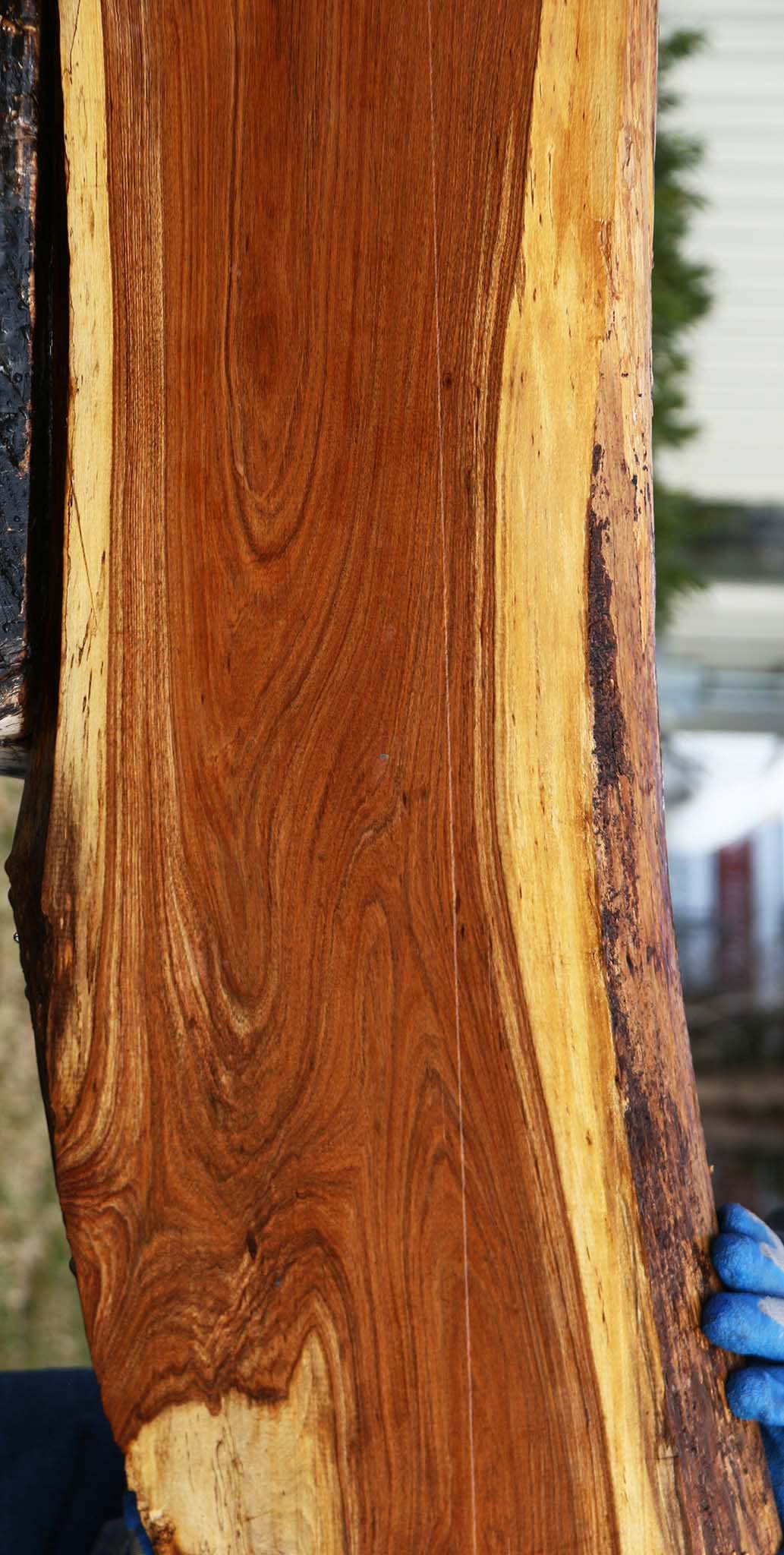 Figured Tamboti Live Edge Lumber