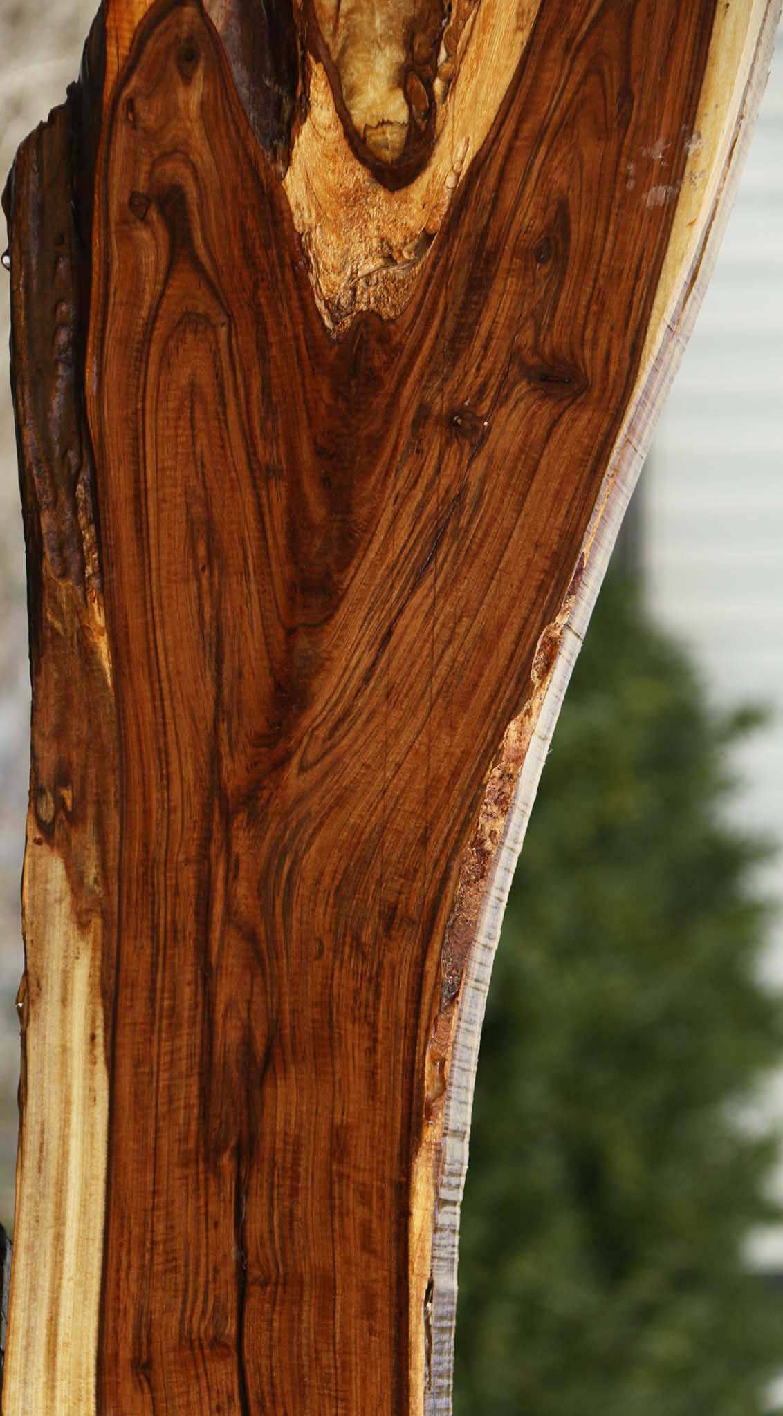 Rustic Tamboti Live Edge Lumber
