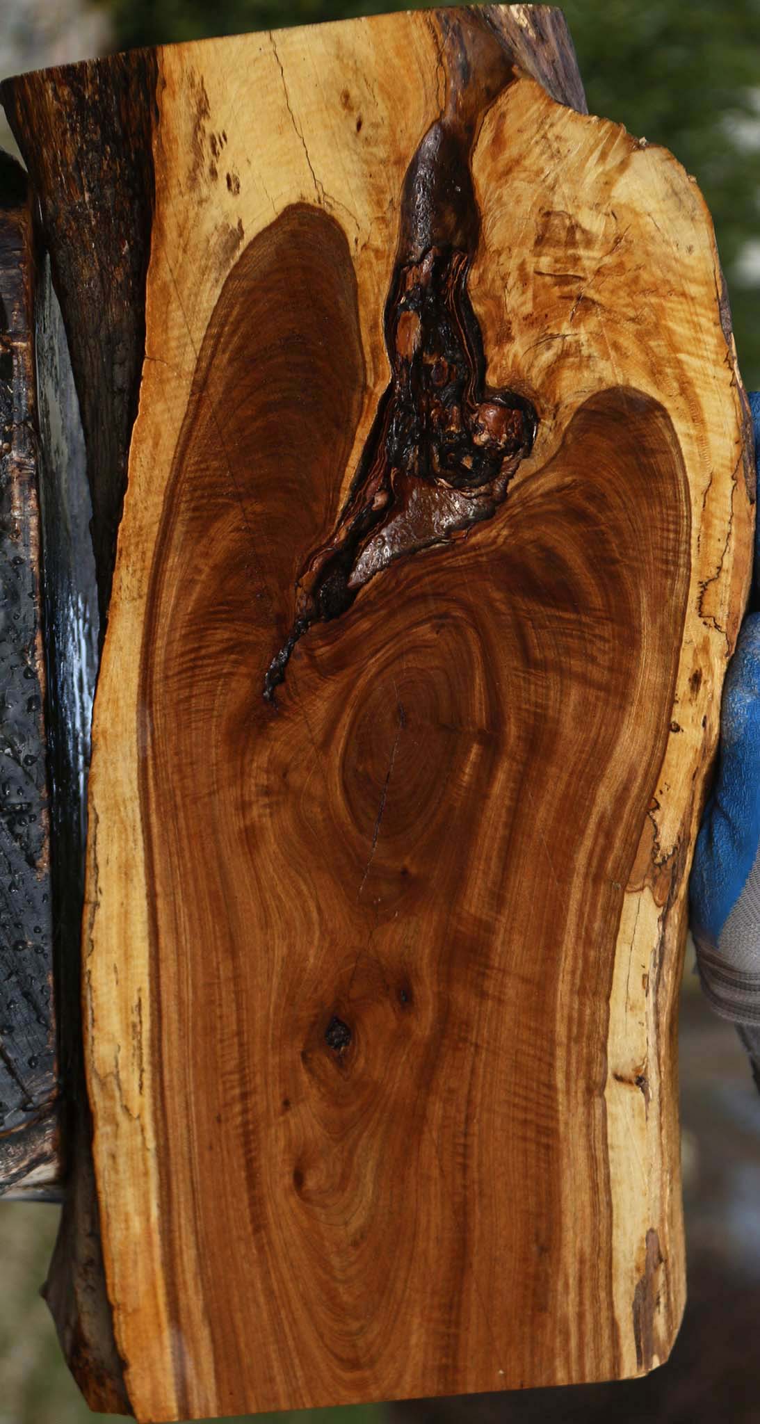 Figured Rustic Tamboti Live Edge Lumber