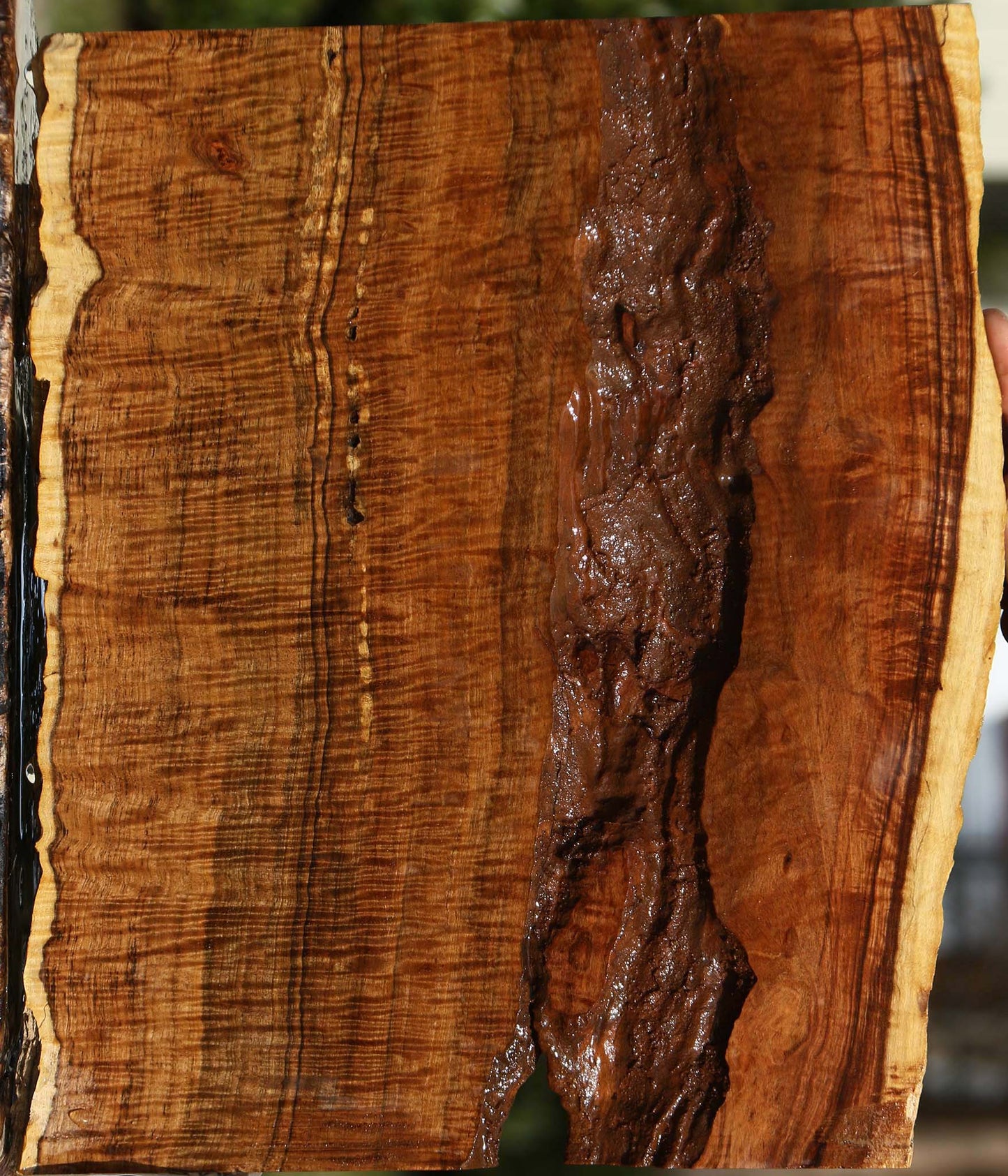 Extra Fancy Tamboti Live Edge Micro Lumber