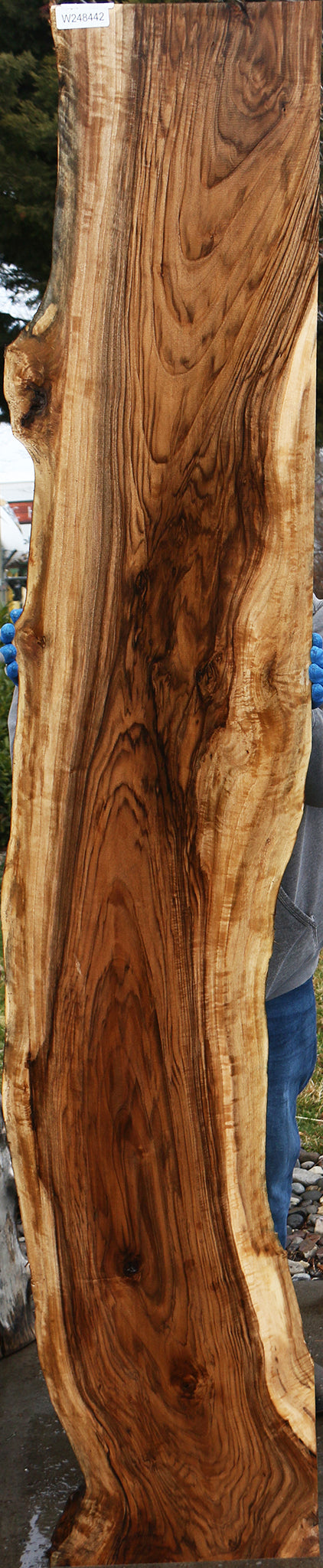 English Walnut Live Edge Slab