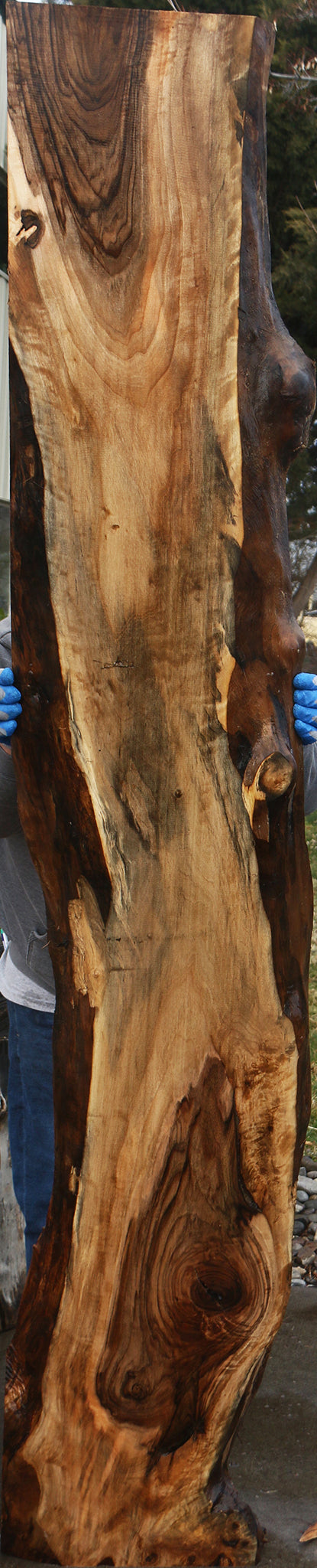 English Walnut Live Edge Slab