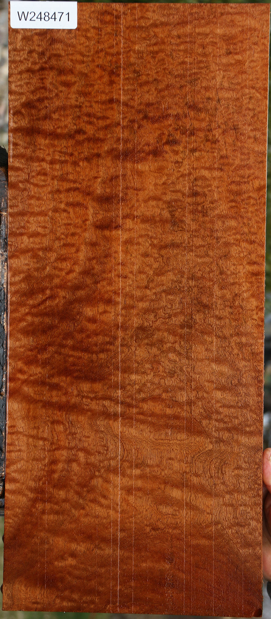 Exhibition Pomelle Sapele Lumber
