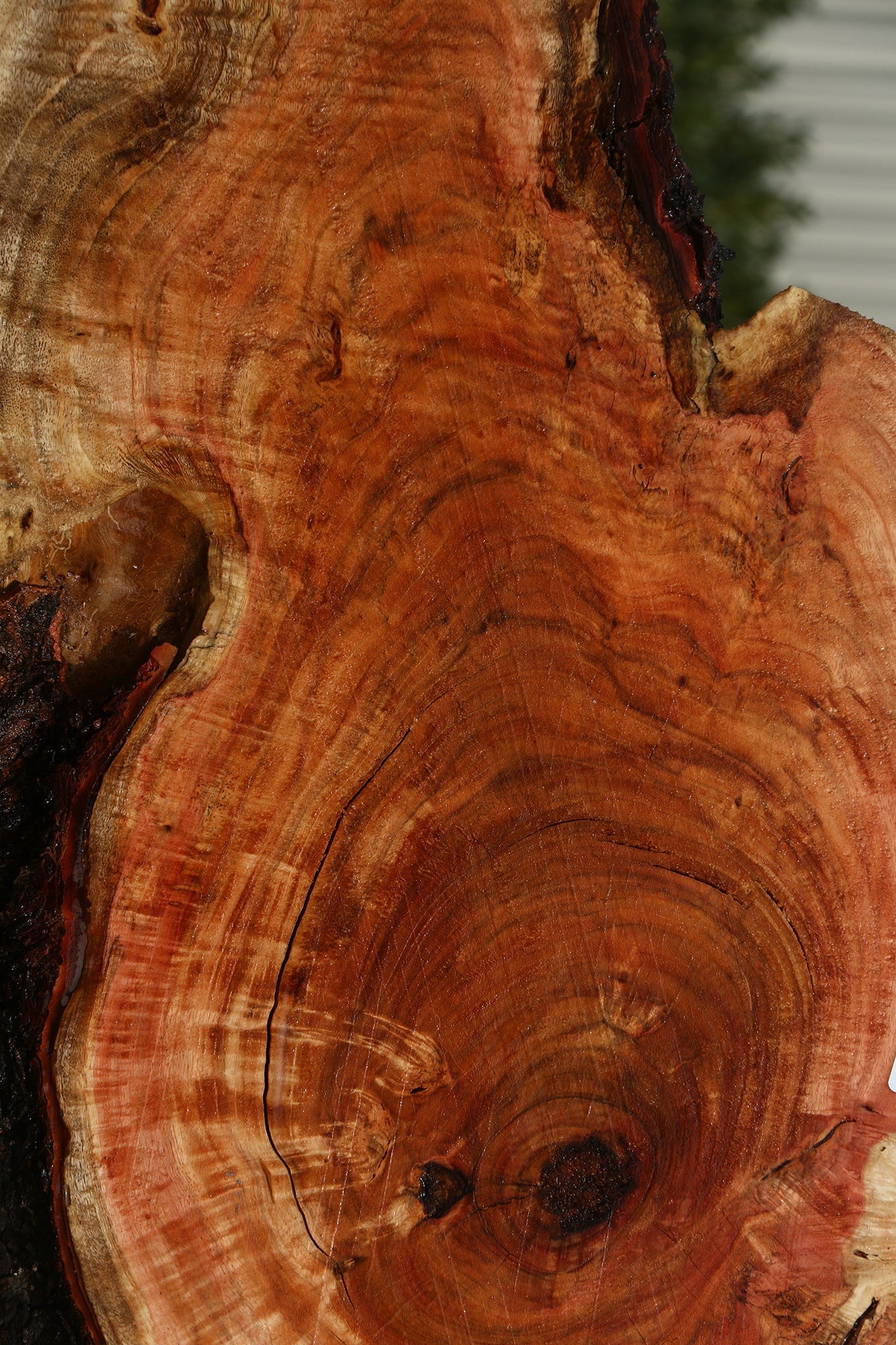 Carob Live Edge Lumber