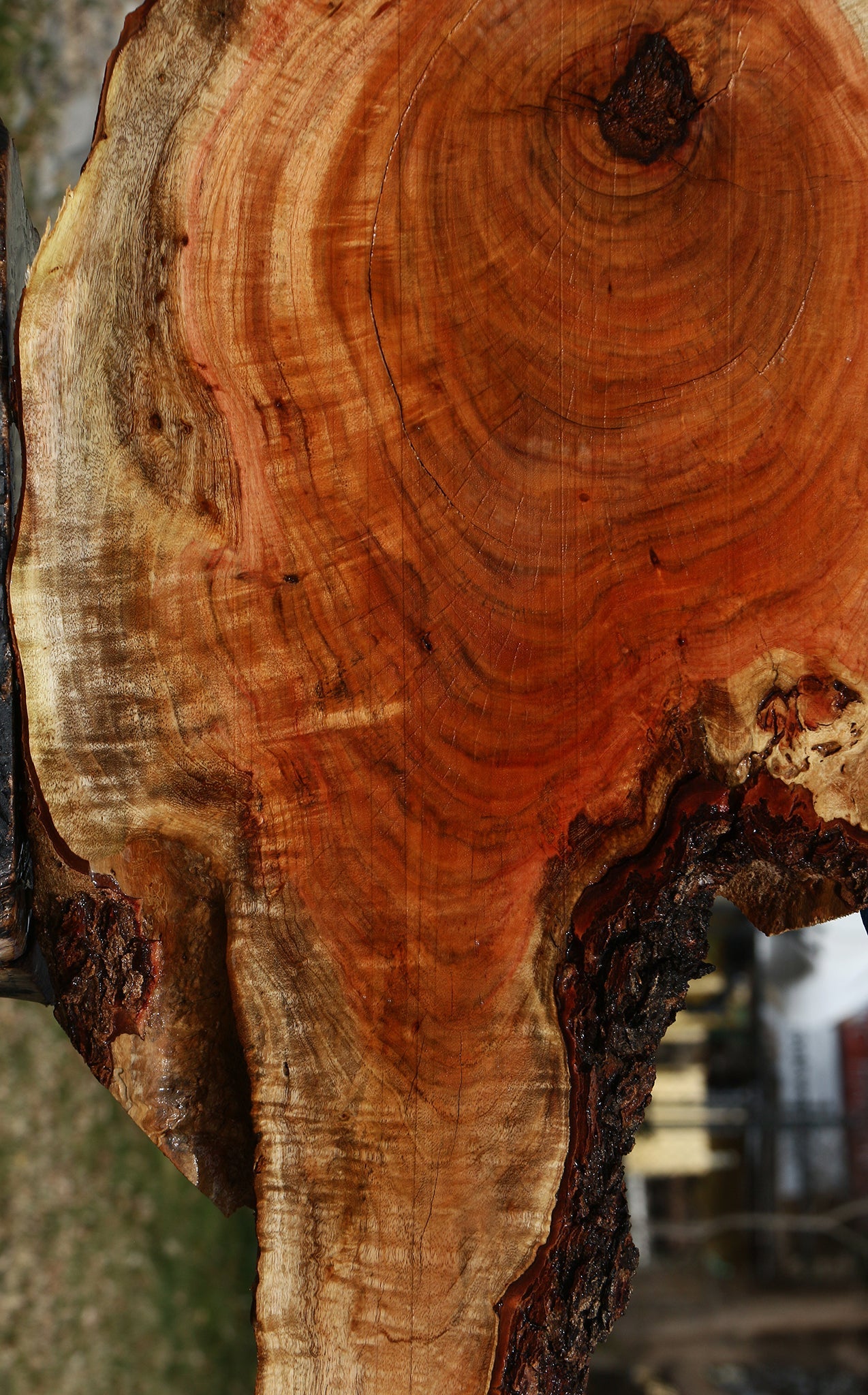 Carob Live Edge Lumber