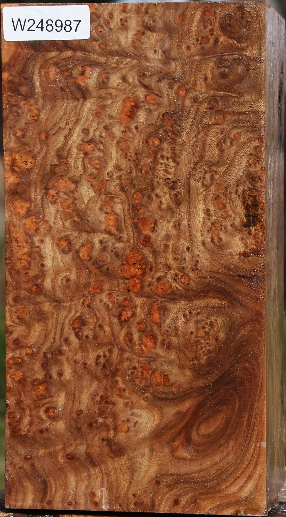 Elm Burl Vessel Blank