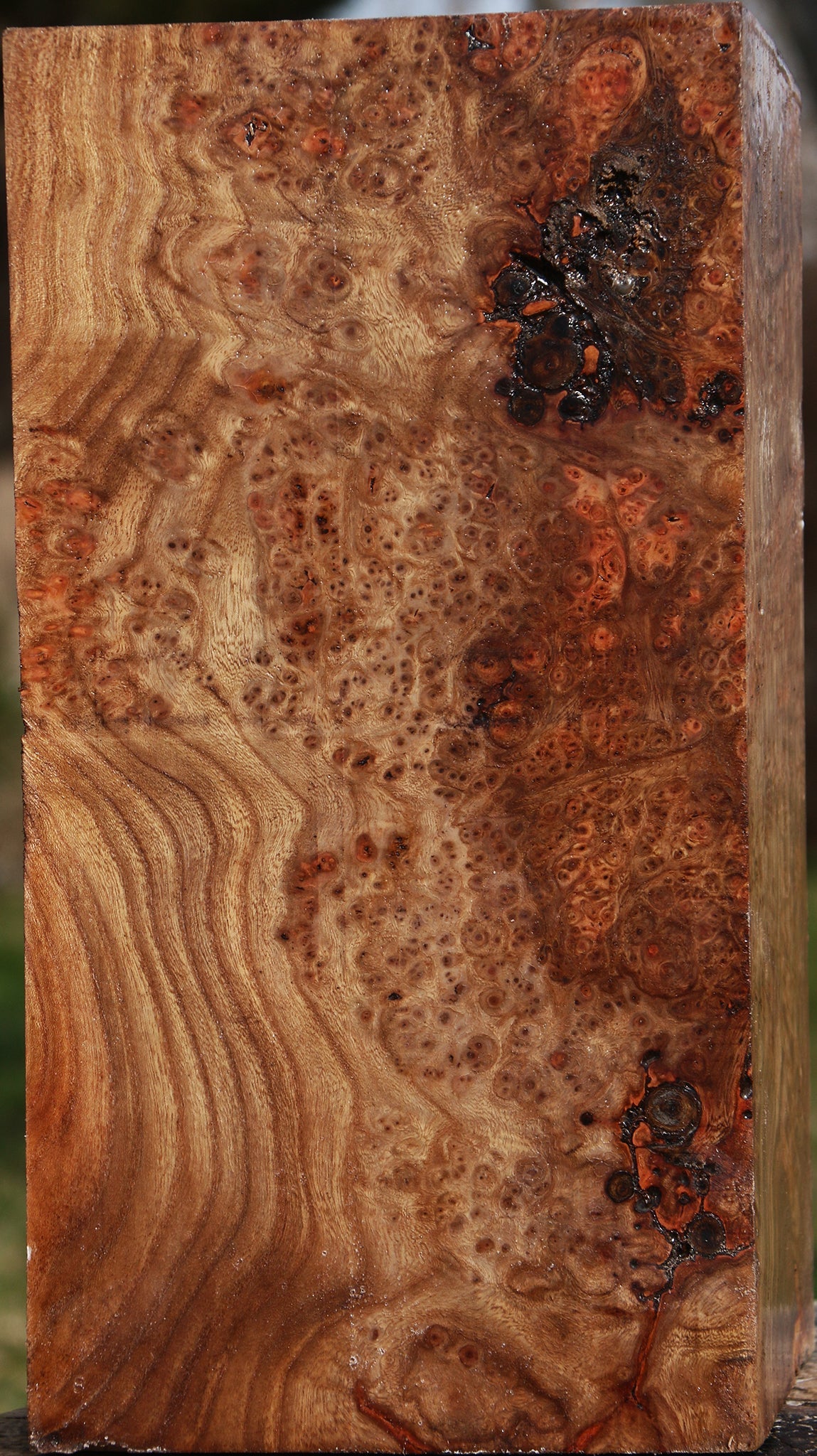 Elm Burl Vessel Blank