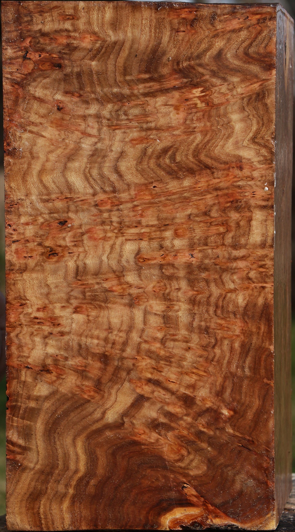 Elm Burl Vessel Blank