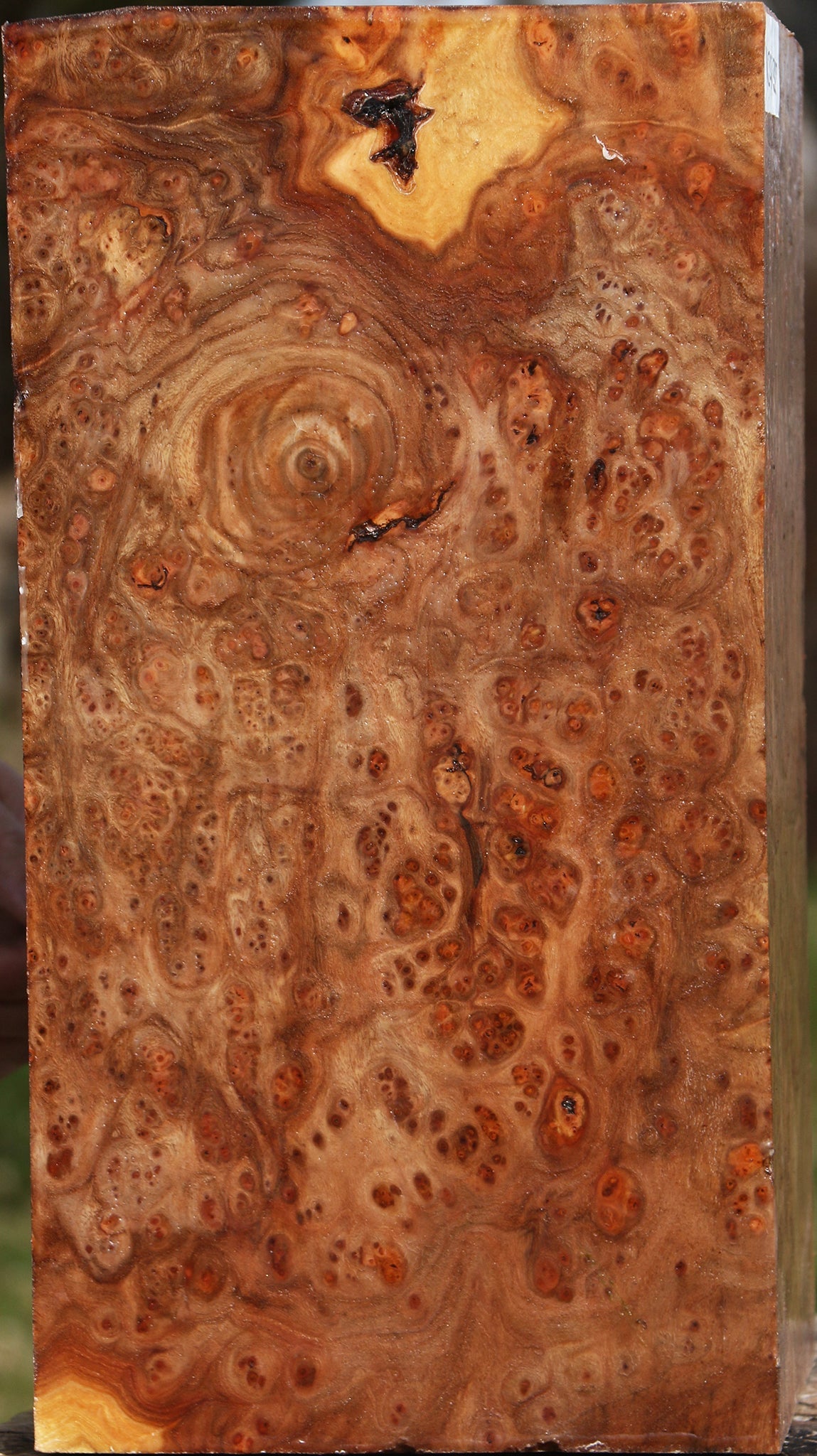Elm Burl Vessel Blank