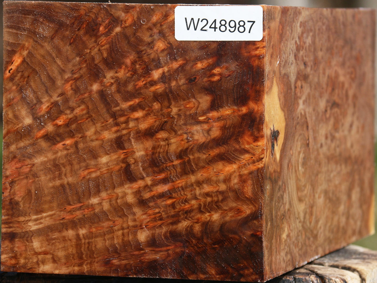Elm Burl Vessel Blank