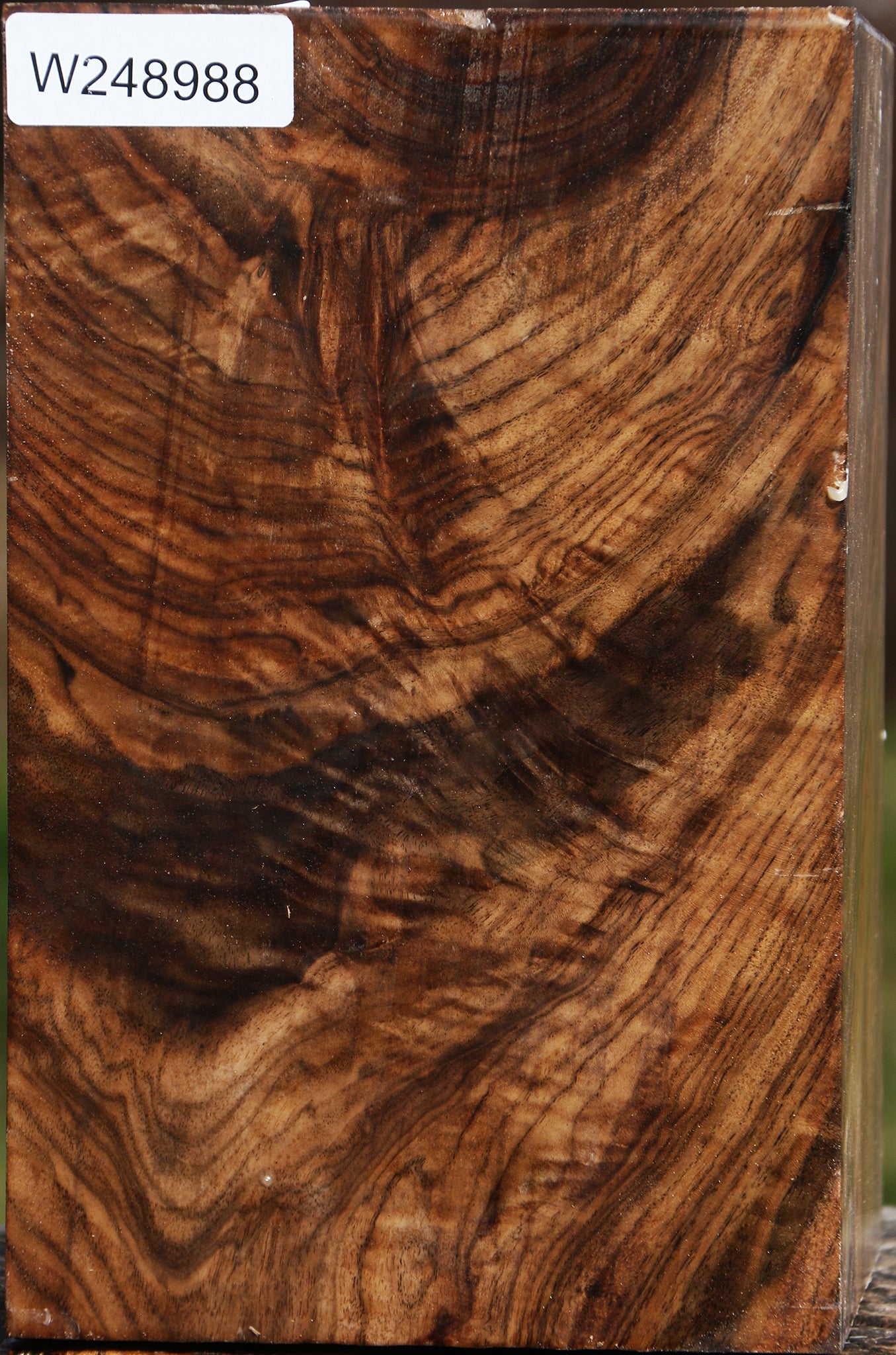 Extra Fancy Claro Walnut Vessel Blank